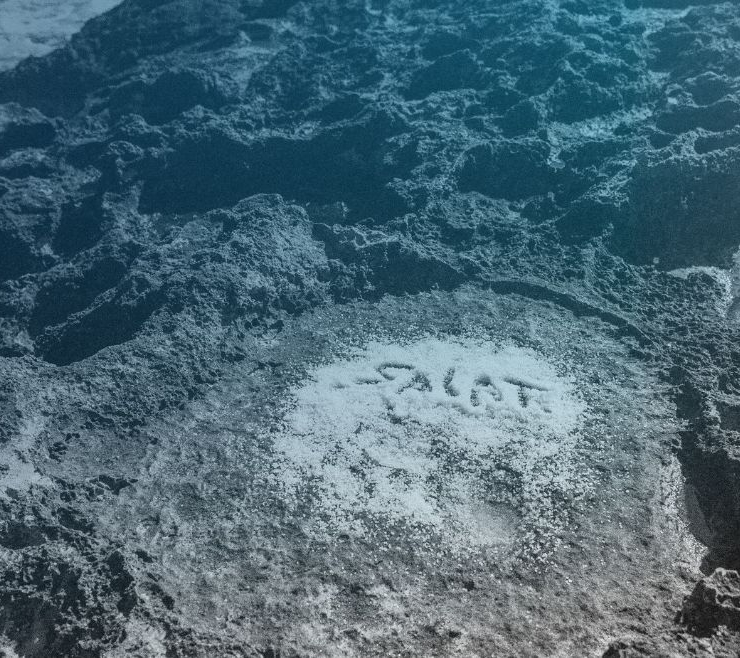 Concert solidari. Presentació disc SALAT